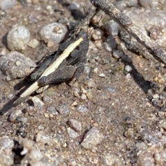 Paratettix australis (A pygmy grasshopper) at Krawarree, NSW - 26 Sep 2022 by NedJohnston