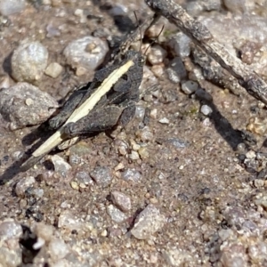 Unidentified Grasshopper (several families) (TBC) at suppressed by Ned_Johnston