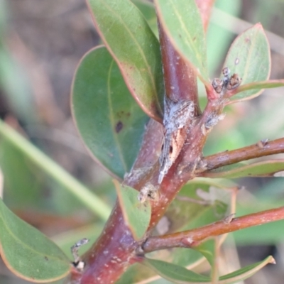 Unidentified Pyralid or Snout Moth (Pyralidae & Crambidae) at Murrumbateman, NSW - 29 Sep 2022 by SimoneC