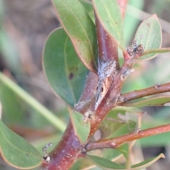 Unidentified Pyralid or Snout Moth (Pyralidae & Crambidae) at Murrumbateman, NSW - 29 Sep 2022 by SimoneC
