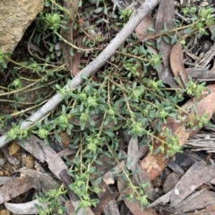 Poranthera microphylla (Small Poranthera) at Krawarree, NSW - 26 Sep 2022 by Ned_Johnston