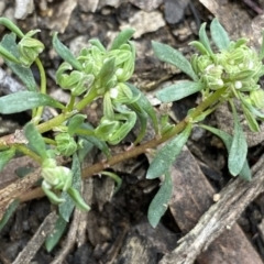 Poranthera microphylla at Krawarree, NSW - 26 Sep 2022 10:27 AM