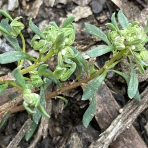 Poranthera microphylla at Krawarree, NSW - 26 Sep 2022 10:27 AM