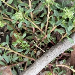 Poranthera microphylla at Krawarree, NSW - 26 Sep 2022 10:27 AM