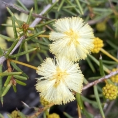 Acacia ulicifolia (Prickly Moses) at Deua National Park (CNM area) - 26 Sep 2022 by Ned_Johnston