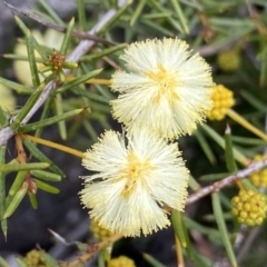 Acacia ulicifolia (Prickly Moses) at Berlang, NSW - 26 Sep 2022 by NedJohnston