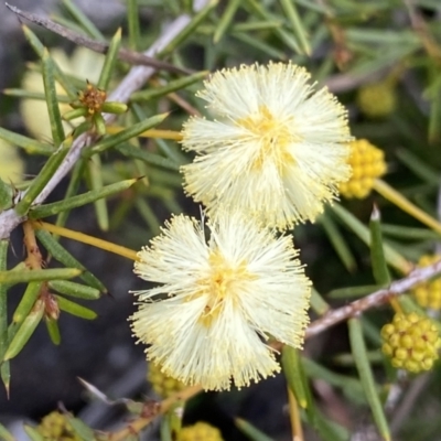 Acacia ulicifolia (Prickly Moses) at QPRC LGA - 26 Sep 2022 by Ned_Johnston