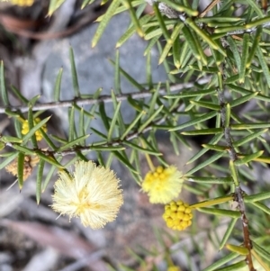 Acacia ulicifolia at Berlang, NSW - 26 Sep 2022