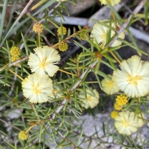 Acacia ulicifolia at Berlang, NSW - 26 Sep 2022 10:30 AM