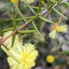 Acacia ulicifolia at Berlang, NSW - 26 Sep 2022