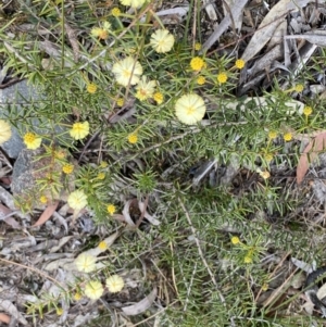 Acacia ulicifolia at Berlang, NSW - 26 Sep 2022