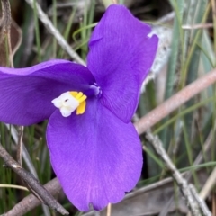 Patersonia sericea var. sericea (Silky Purple-flag) at Deua National Park (CNM area) - 26 Sep 2022 by Ned_Johnston