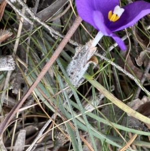 Patersonia sericea var. sericea at Berlang, NSW - 26 Sep 2022