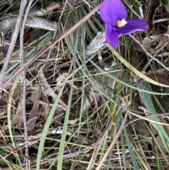 Patersonia sericea var. sericea at Berlang, NSW - 26 Sep 2022