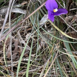 Patersonia sericea var. sericea at Berlang, NSW - 26 Sep 2022