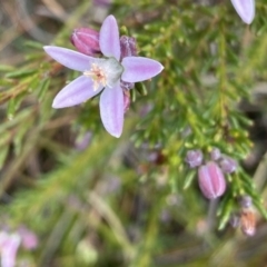 Philotheca salsolifolia subsp. salsolifolia (Philotheca) at Krawarree, NSW - 26 Sep 2022 by NedJohnston