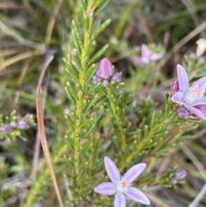 Philotheca salsolifolia subsp. salsolifolia at Krawarree, NSW - suppressed