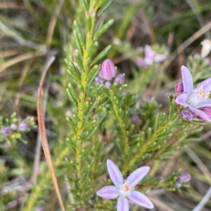 Philotheca salsolifolia subsp. salsolifolia at Krawarree, NSW - 26 Sep 2022