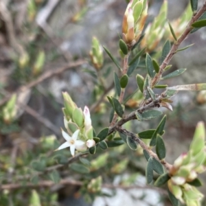 Brachyloma daphnoides at Berlang, NSW - 26 Sep 2022