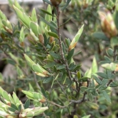 Brachyloma daphnoides at Berlang, NSW - 26 Sep 2022 10:02 AM