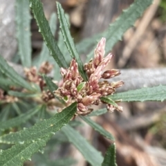 Olearia erubescens (Silky Daisybush) at Berlang, NSW - 26 Sep 2022 by Ned_Johnston