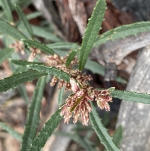 Olearia erubescens at Berlang, NSW - 26 Sep 2022 10:12 AM