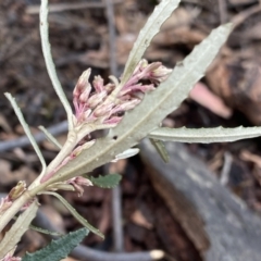 Olearia erubescens at Berlang, NSW - 26 Sep 2022 10:12 AM