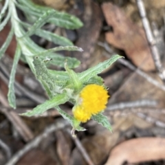 Chrysocephalum apiculatum (Common Everlasting) at Berlang, NSW - 26 Sep 2022 by NedJohnston