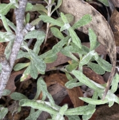 Chrysocephalum apiculatum at Berlang, NSW - 26 Sep 2022