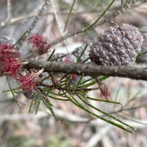 Allocasuarina nana at Berlang, NSW - 26 Sep 2022