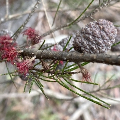 Allocasuarina nana (Dwarf She-oak) at Berlang, NSW - 26 Sep 2022 by NedJohnston