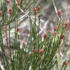 Allocasuarina nana at Berlang, NSW - 26 Sep 2022 10:16 AM