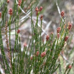 Allocasuarina nana at Berlang, NSW - 26 Sep 2022