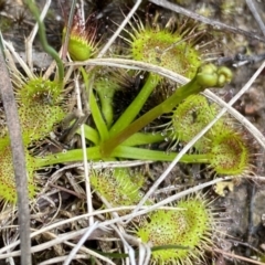 Drosera sp. (A Sundew) at Berlang, NSW - 26 Sep 2022 by Ned_Johnston