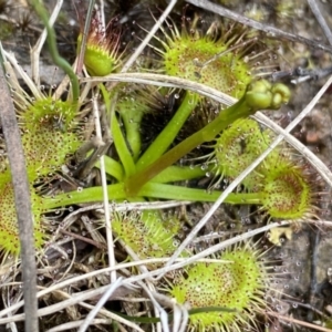 Drosera sp. (TBC) at suppressed by Ned_Johnston