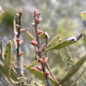 Hakea dactyloides at Berlang, NSW - 26 Sep 2022