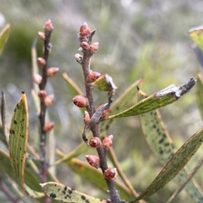 Hakea dactyloides (Finger Hakea) at Berlang, NSW - 26 Sep 2022 by NedJohnston