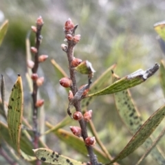 Hakea dactyloides (Finger Hakea) at Deua National Park (CNM area) - 26 Sep 2022 by Ned_Johnston