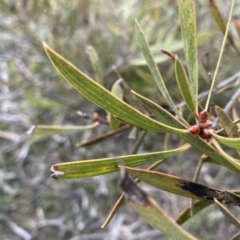 Hakea dactyloides at Berlang, NSW - 26 Sep 2022