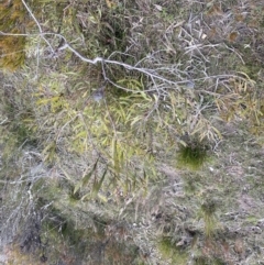 Hakea dactyloides at Berlang, NSW - 26 Sep 2022