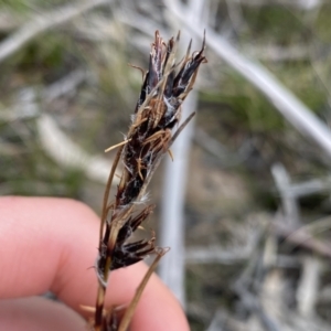 Schoenus villosus at Berlang, NSW - 26 Sep 2022 10:22 AM