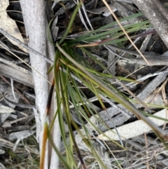 Schoenus villosus at Berlang, NSW - 26 Sep 2022 10:22 AM