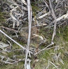 Schoenus villosus at Berlang, NSW - 26 Sep 2022 10:22 AM