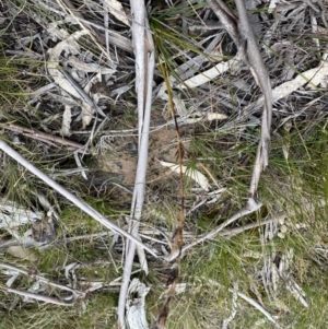 Schoenus villosus at Berlang, NSW - 26 Sep 2022 10:22 AM