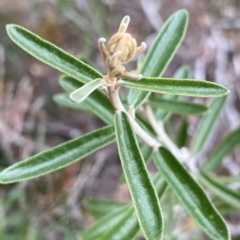 Astrotricha ledifolia (Common Star-hair) at Krawarree, NSW - 26 Sep 2022 by NedJohnston