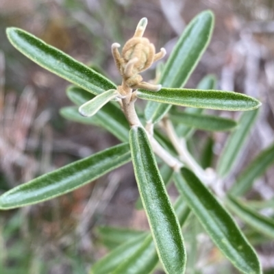 Astrotricha ledifolia (Common Star-hair) at QPRC LGA - 26 Sep 2022 by NedJohnston