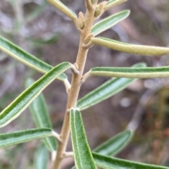Astrotricha ledifolia at QPRC LGA - 26 Sep 2022