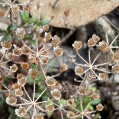 Pomax umbellata (A Pomax) at QPRC LGA - 26 Sep 2022 by Ned_Johnston