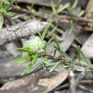 Pultenaea subspicata at Lower Boro, NSW - 26 Sep 2022