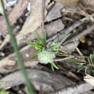 Pultenaea subspicata at Lower Boro, NSW - 26 Sep 2022 11:07 AM